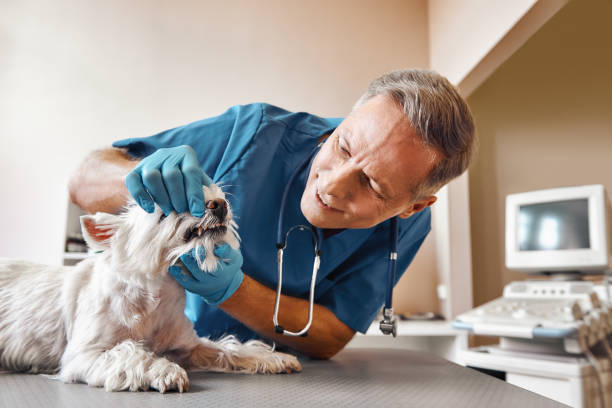 Best Cracked Tooth Emergency Dentist  in Port Richey, FL